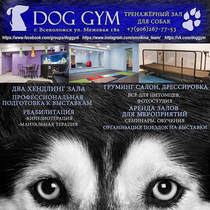 DOG GYM (Дог Джим) Тренажерный зал для собак